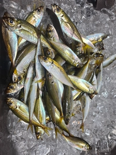 マアジの釣果