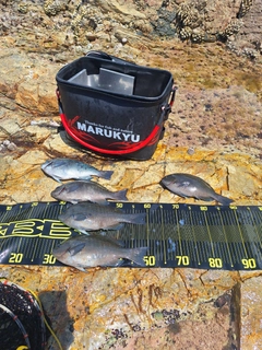 マダイの釣果