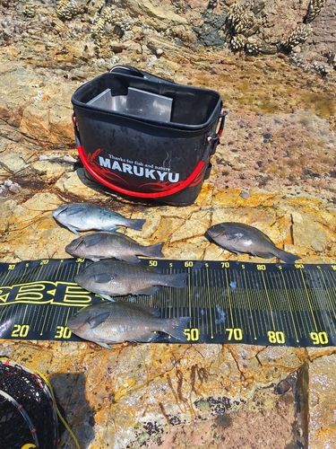 マダイの釣果