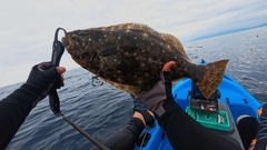 ヒラメの釣果