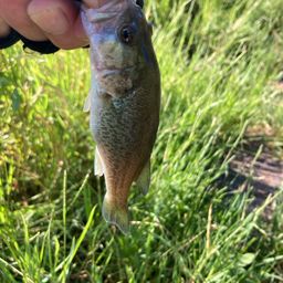 ラージマウスバス