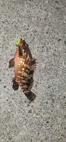 キジハタの釣果