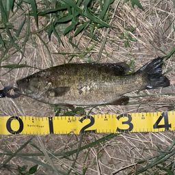 スモールマウスバス