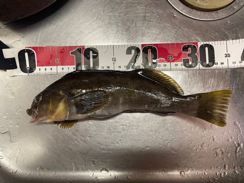 アイナメの釣果