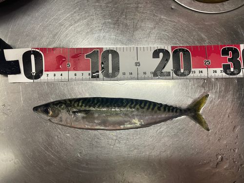 サバの釣果