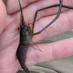 テナガエビ