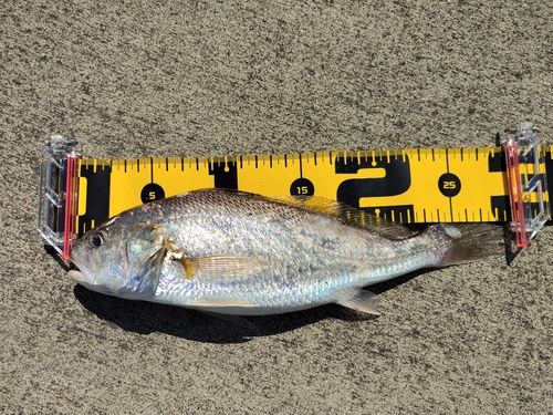 イシモチの釣果