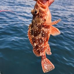 ウッカリカサゴ