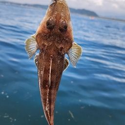 ワニゴチ