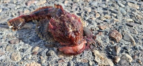 釣果