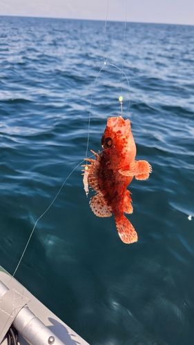 イズカサゴの釣果