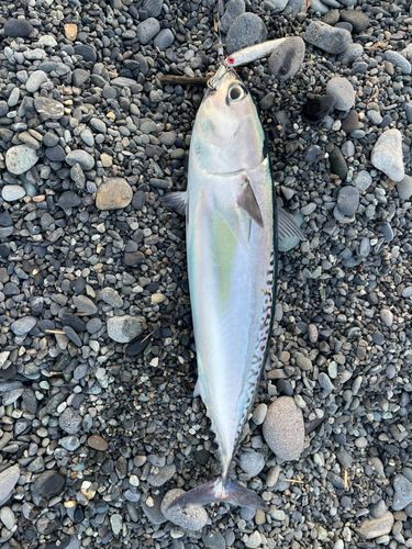ソウダガツオの釣果