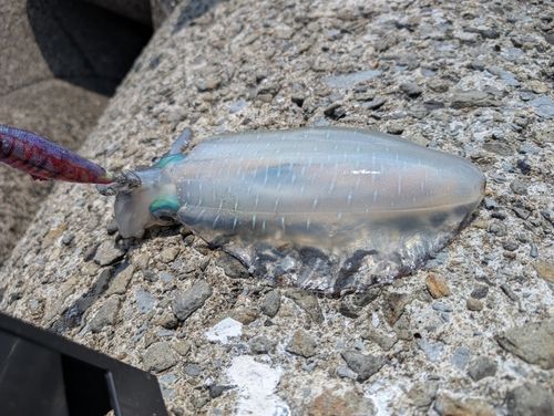 イカの釣果