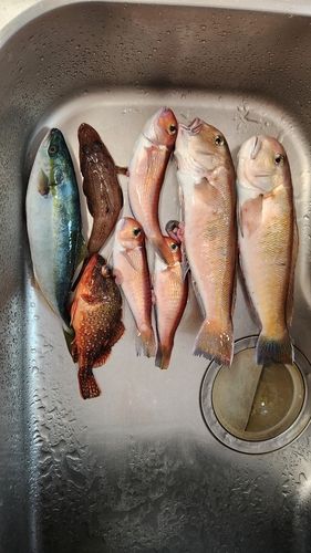 シロアマダイの釣果