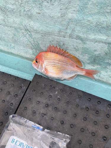 レンコダイの釣果