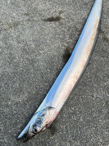 タチウオの釣果