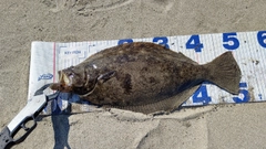ヒラメの釣果