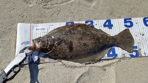 ヒラメの釣果