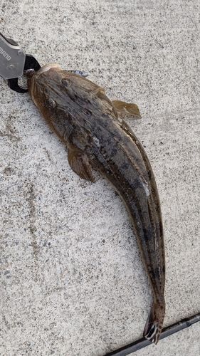 マゴチの釣果