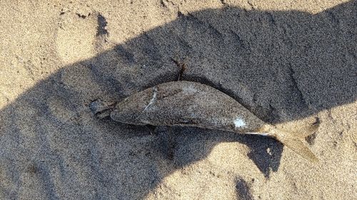 イナダの釣果