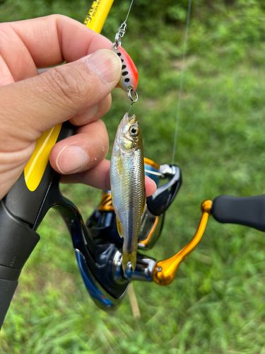 カワムツの釣果