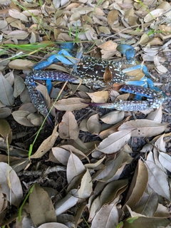 ワタリガニの釣果