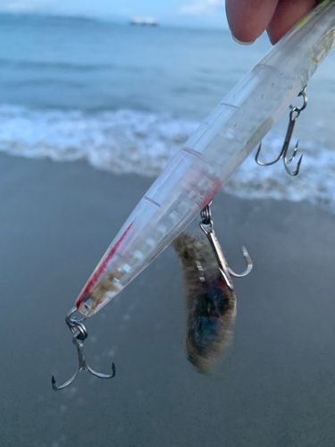 釣果