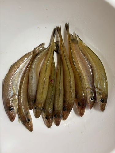 キスの釣果