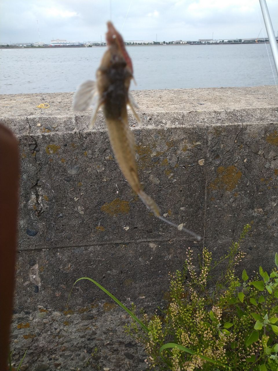 マダイ