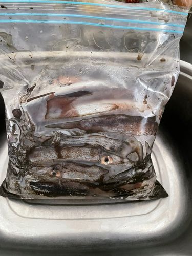 スルメイカの釣果
