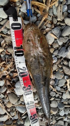 マゴチの釣果