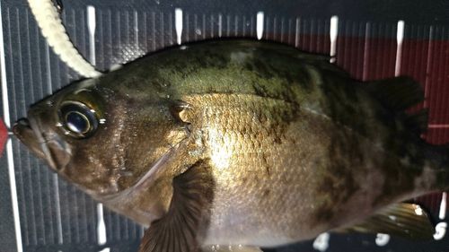 メバルの釣果