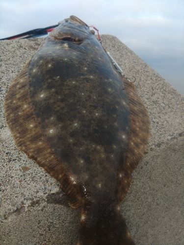 ヒラメの釣果