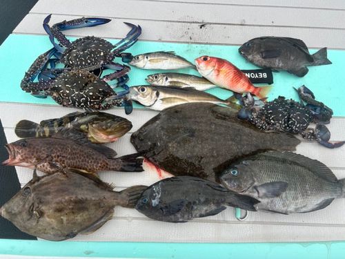 マアジの釣果