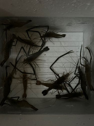 釣果
