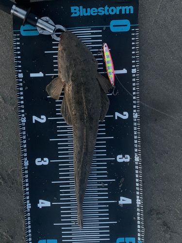 マゴチの釣果