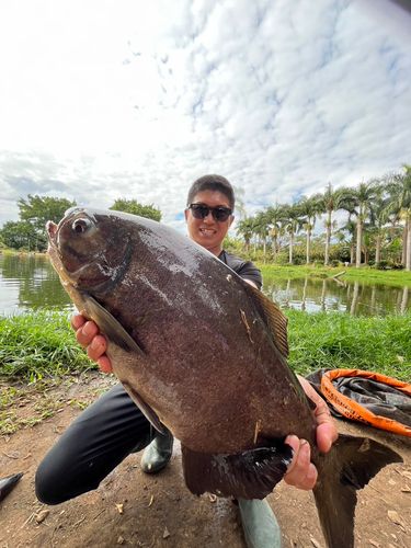コロソマの釣果