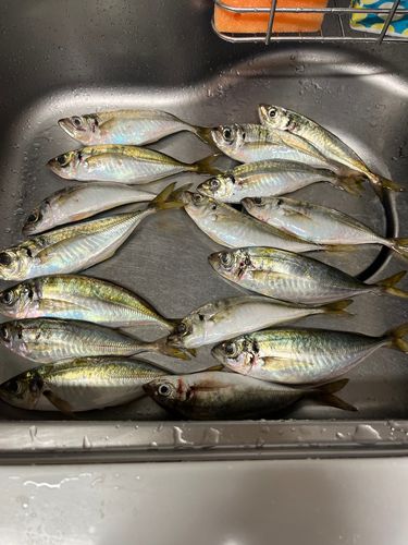 アジの釣果