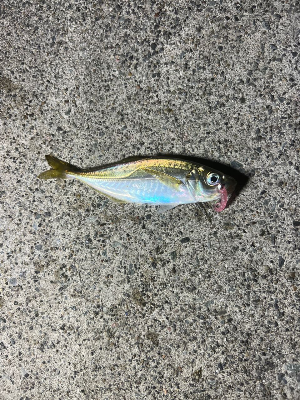 SHIMANO 18ソアレ SS アジング S58L-Sの最安値・インプレ・釣果
