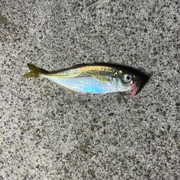 アジ