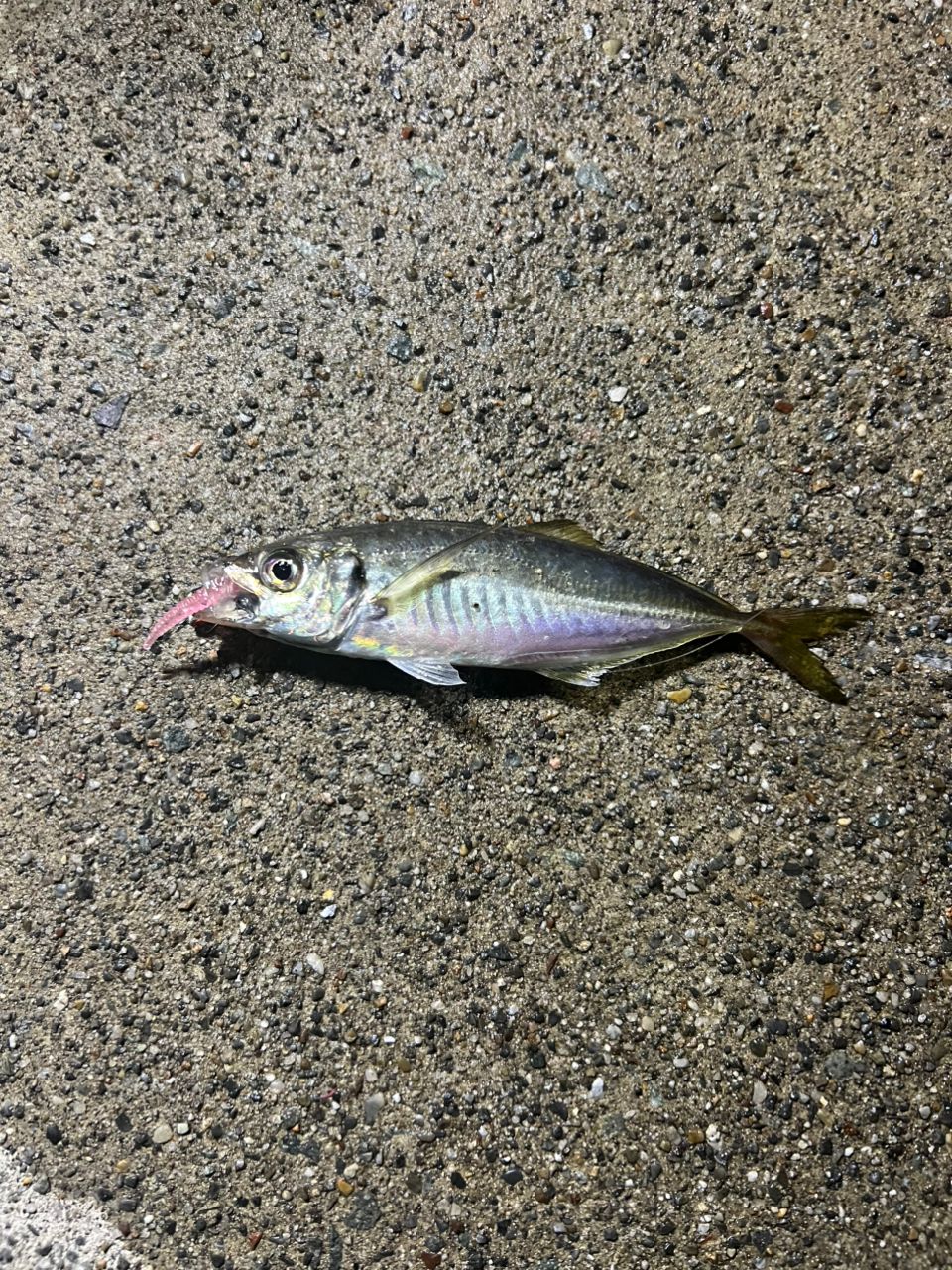 アジ