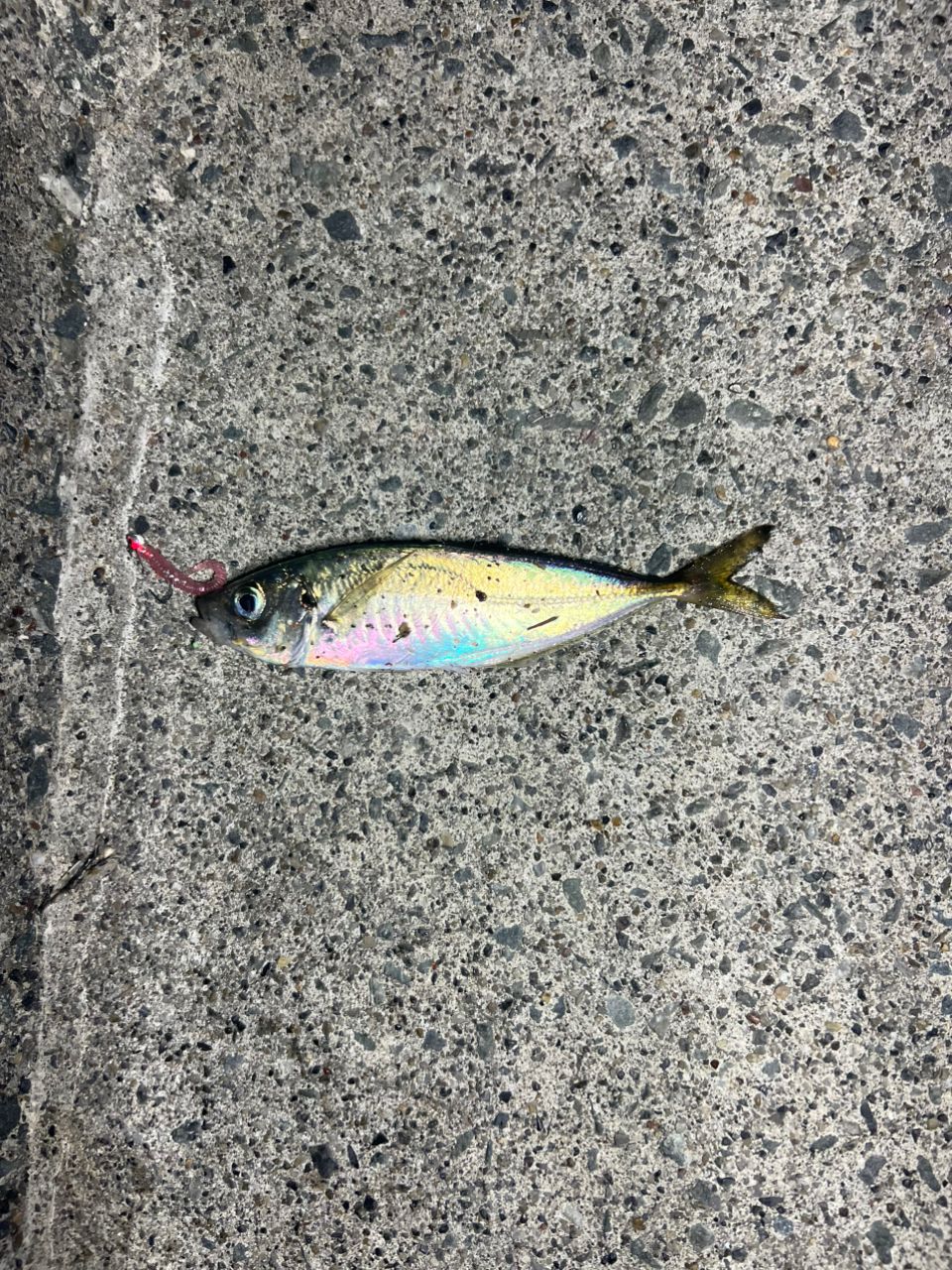 アジ