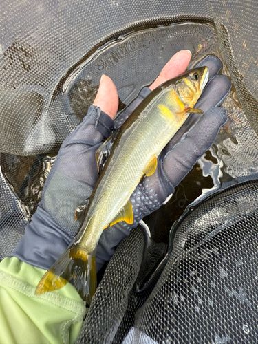 アユの釣果