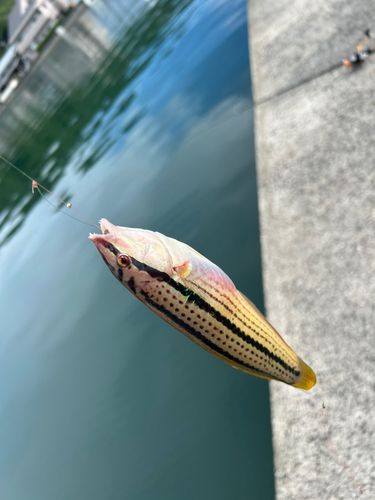 ベラの釣果