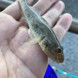 マハゼ