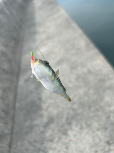 クサフグの釣果