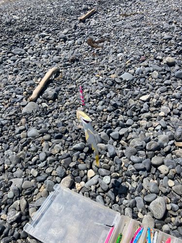 ショゴの釣果