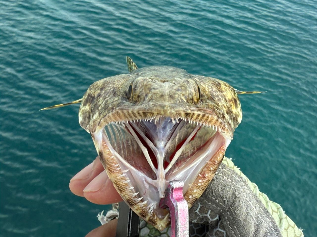 マダラエソ