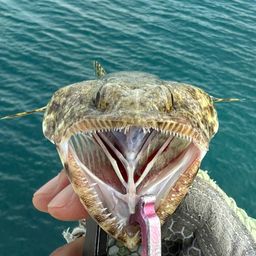 マダラエソ