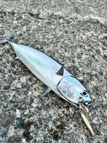 マルソウダの釣果